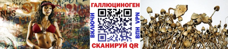 Псилоцибиновые грибы Psilocybine cubensis Мещовск